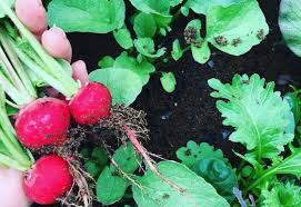 The container should be wide and deep, which will allow it to accommodate the growth of the radish. How To Plant And Grow Radishes In Containers Pots