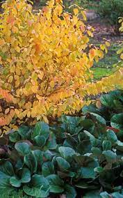 We did not find results for: Plant Of The Month January Bressingham Gardens