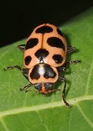 Image result for Brownleea maculata