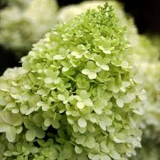 On the left, narrow your search and choose between enhanced, airbrushed, or natural! Limelight Panicle Hydrangea Hydrangea Paniculata Proven Winners