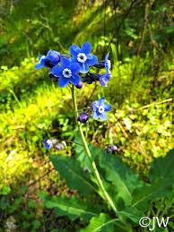 Image result for Rhipidoglossum eggelingii