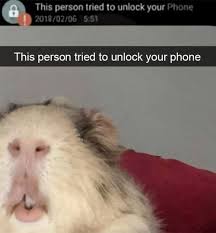 Pets Trying To Unlock Their Owners Phone And Fail Miserably Funny Animal Memes Memes Funny Faces Funny Animals