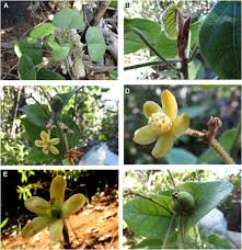 Image result for Cavacoa aurea