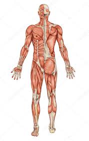 The Muscular System Stock Pictures Royalty Free Muscular