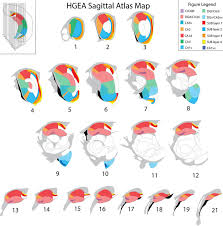 An rna seq atlas of gene expression. Sagittal Hippocampal Gene Expression Atlas Hgea All Hippocampal Areas Download Scientific Diagram