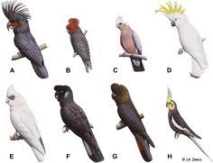 75 Best Australian Birds Images Australian Birds Birds