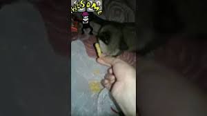 Pada dasarnya semua makhluk yang hidup di dunia ini akan melakukan penyesuaikan terhadap lingkungan dan juga terhadap perubahan alam, baik itu tumbuhan, hewan, dan manusia. Cara Membuat Musang Bisa Beradaptasi Dengan Manusia Youtube