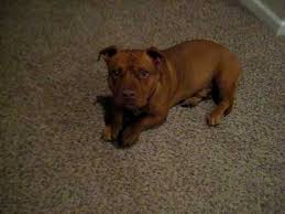 Pitbull chihuahua mix these pictures of this page are about:pitbull chihuahua mix puppies. Nsx Prime