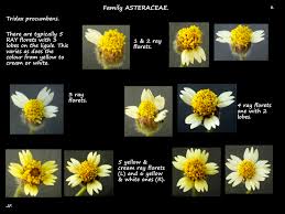 Image result for Tridax procumbens