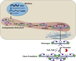Image result for Fibrinogen
