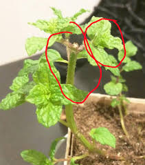 Learn about how to diagnose and control the. Fuzz On Mint Helpfulgardener Com