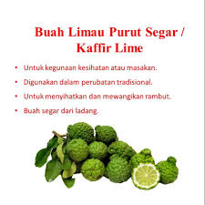 Sebanyak 500 kilogram (kg) daun limau purut kering dari thailand dirampas anggota jabatan pengarah maqis pulau pinang, zarina ramli berkata, daun limau purut kering yang dirampas itu. Buah Limau Purut Segar Kaffir Lime 6 Biji Shopee Malaysia