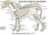Skeleton Dog Movie