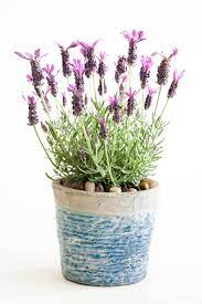 These Are The 14 Best Houseplants For Your Bedroom Lavender Plant Plant Care Houseplant Bedroom Plants