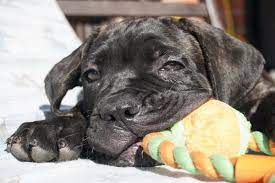 Risposta dogbauer sull'alimentazione del cucciolo di cane corso. Cane Corso Cosa Mangia Dieta E Alimentazione Ideale Di Questo Cane