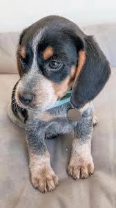 I have a few names already: New Puppy She S A Blue Tick Beagle Thats Nameless I Need Your Help What Are Your Suggestions Beagles