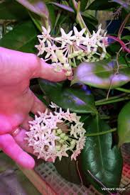 Hoya species, wax plant, porcelain flower. Hoya Australis Ssp Oramicola Is A Must Have Vermont Hoyas