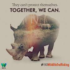 wildlife conservation society campaign cool design wildlife graphic design posters web inspiration