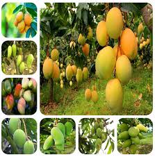Mix peaches, plums and nectarines with smaller fruits such as blueberries, blackberries, figs and pomegranates. 10pc Mango Seeds Mini Mango Tree Green Heirloom Fruit Plant Outdoor Garden Pro