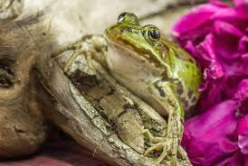 Check spelling or type a new query. Frog Spirit Animal Totem Meaning