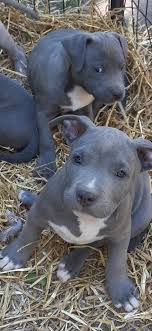 Healthy & potty trained pit bull puppies ready. American Pit Bull Terrier For Sale In Allegheny County 37