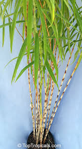 Image result for Costus subbiflorus