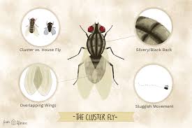 Cluster & fruit flies are probably coming from outside, drain flies from plumbing and standing water such as the refrigerator condensation pan where the muck has started growing, c. When It S Not A House Fly It May Be A Cluster Fly
