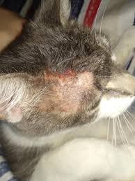 We cover topics such as Please Help Me Diagnose This We Went To The Vet 3 Times And He Said It Was Ring Worms Dont Think It Is Though Catcare
