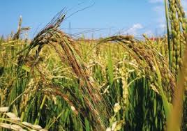 Image result for Oryza sativa