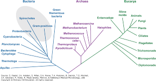 Classification Of Bacteria Jawetz Melnick Adelbergs