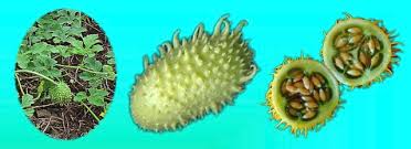 Image result for Cucumis anguria