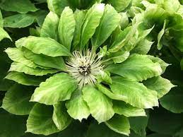 Check spelling or type a new query. Love Me Tender It S The Hottest New Trend In Clematis And Exotic Vines