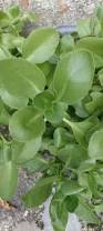 Image result for Kalanchoe crenata
