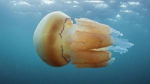 barrel jellyfish the wildlife trusts