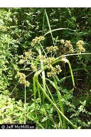 Image result for Cyperus clavinux