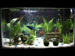 If you want to add more betta fish to your fish tank you should do so in groups of at least two (or more). 10 Gallon Betta Sorority Tank Beta Fish Tank Betta Fish Betta
