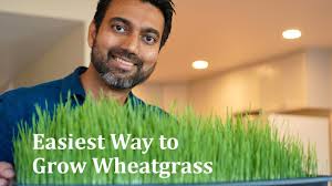 + 50 reasons to drink wheatgrass everyday according to dr. How To Grow Wheatgrass Without Soil In 12 Days Daisy Creek Farms Youtube