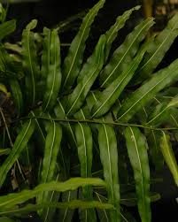 Image result for Acrostichum aureum