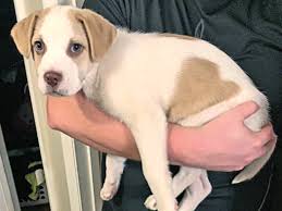 We are a searchable database of pets for adoption in the us and canada that helps animal shelters, humane societies, spcas, pet rescue groups, and pet adoption ag. Precious Pet Healing Bath Woman S Heart Akron Com