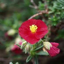 Image result for Mesanthemum africanum