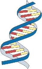 It stands for deoxyribonucleic acid. Dna The Double Helix Coloring Worksheet