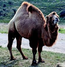 The llama, the alpaca, the guanaco. Read Regional Trade Networks 1000 Bce 1 Ce Article Khan Academy