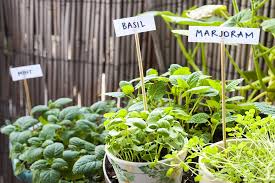 Hgtv shows 20 herb garden design ideas, including herbs in containers, raised bed herb gardens, herb spirals and vertical gardens for herbs. 4 Reasons Your Apartment Needs An Herb Garden Philadelphia Magazine