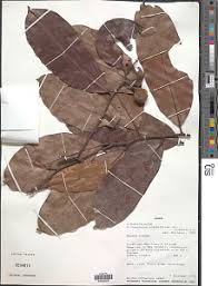 Image result for Dichapetalum edule