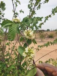 Image result for Holarrhena floribunda