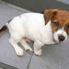 1 300 € chiot dogue argentin. Jack Le Jack Russel Eleveur De Chiens Houssin Kuurne Chiots A Vendre Plus De 20 Races