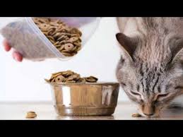 The top 11 best cat foods. Pin On Cat Shtuff