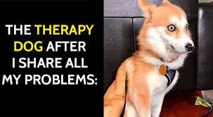 Sign up for a newsletter today! 25 Best Funny Animal Memes In 2020 Bouncy Mustard