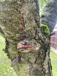 Image result for Phellinus pomaceus