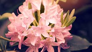 Beautiful flowers come in all shapes and sizes, common or exotic. Beautiful Pink Rhododendron Flowers 2017 Spring Photo Hd Wallpaper Preview 10wallpaper Com